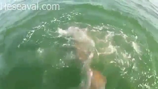 خورده شدن کوسه توسط یک ماهی