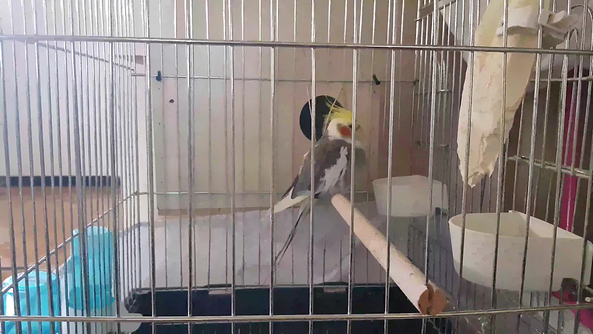 دعوا پرنده ها کاپو و چینو