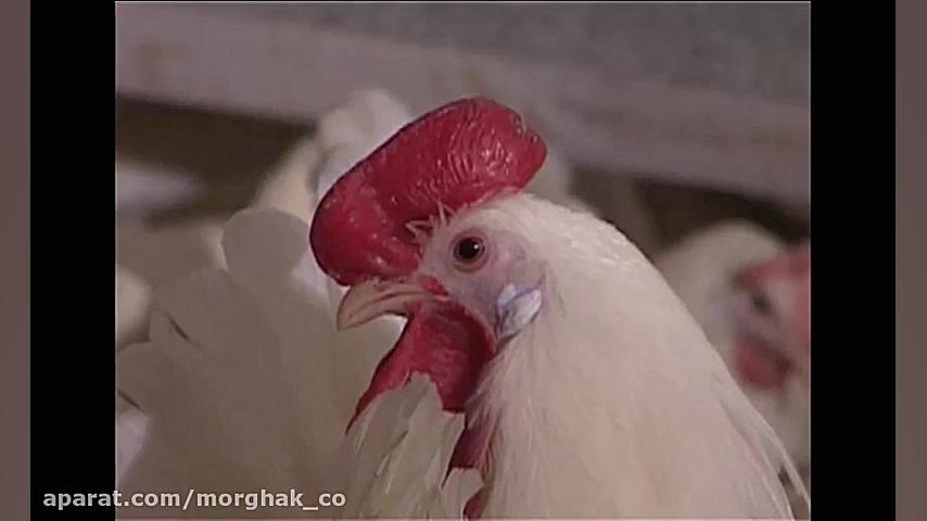 تخم مرغ نطفه دار