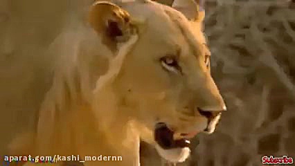 شکار مار پیتون توسط شیر