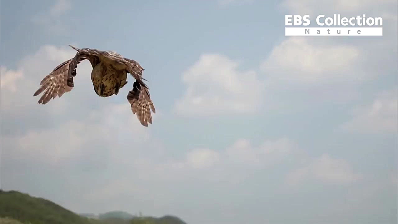 حیات وحش، دیدنی ترین حمله یک ع...