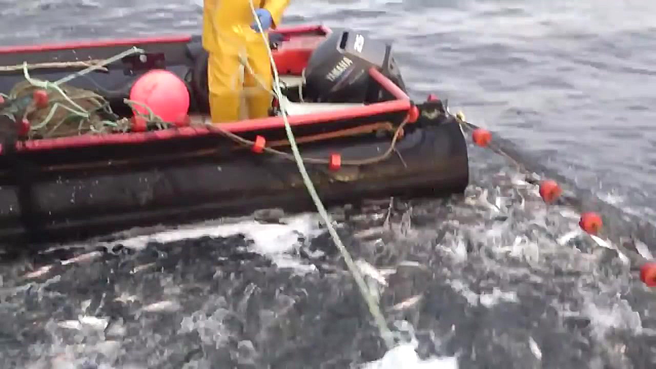 ماهیگیری قایقرانی سنتی ماهیگیر...