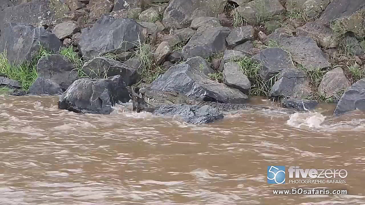 شکار گوزن یالدار توسط کروکودیل...