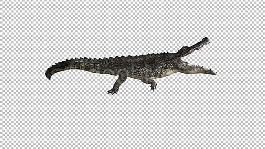 دانلود فوتیج کروماکی تمساح کرو...