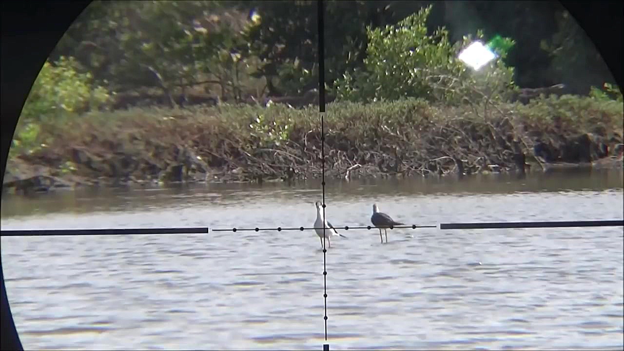 شکار وحشیانه پرنده ها با اسلحه...