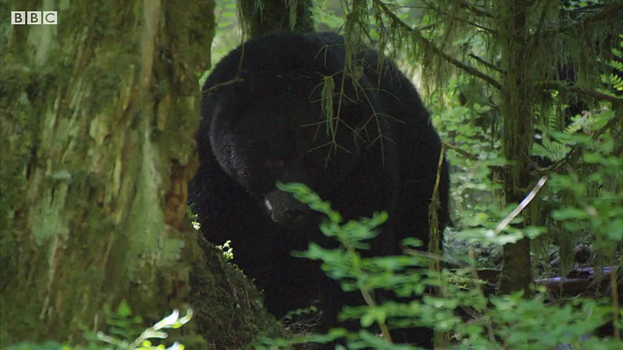 محافظت خرس مادر از بچه هایش در...