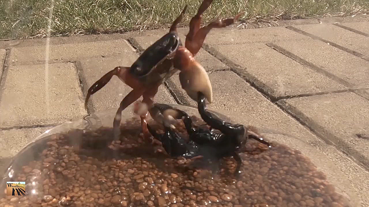 مبارزه عقرب با خرچنگ