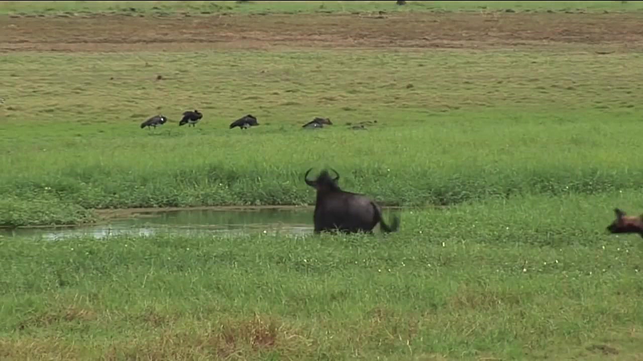 تلاش سگ های وحشی برای شکار گوز...
