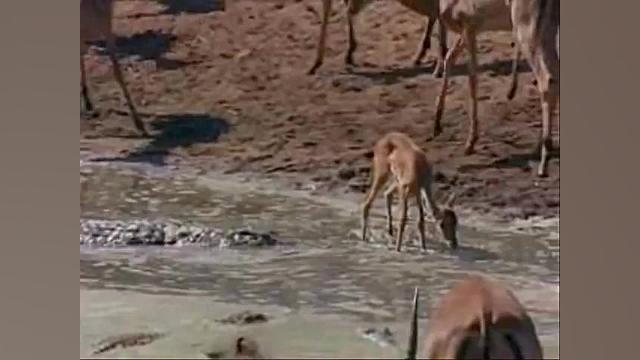 دیدنی ترین صحنه های حیات وحش،...