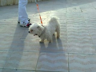 ترسیدن مسخره ی بچه ها از یک سگ