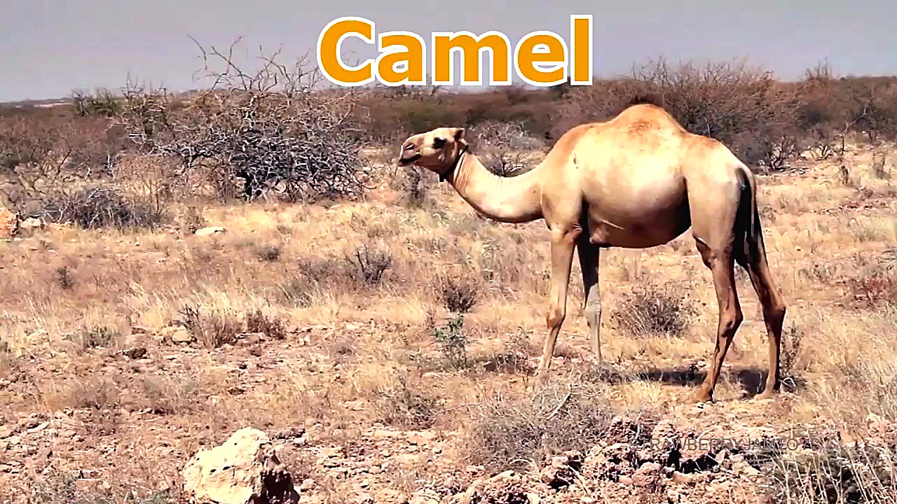 آموزش انگلیسی نام حیوانات دریا...