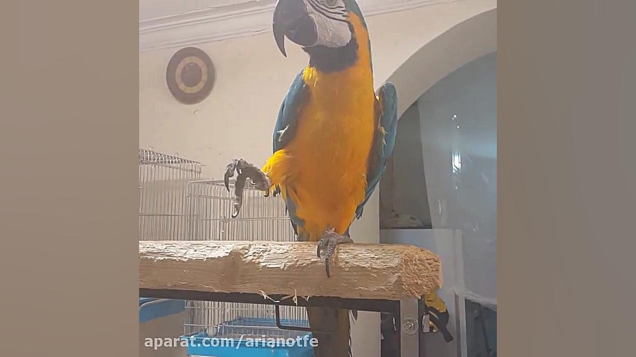 فروش تخم نطفه دار طوطی در شرکت...