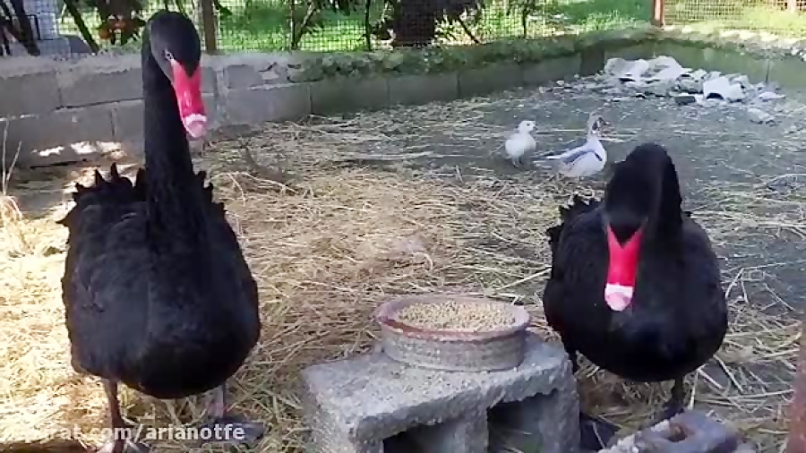 فروش تخم نطفه دار ماکیان در شر...