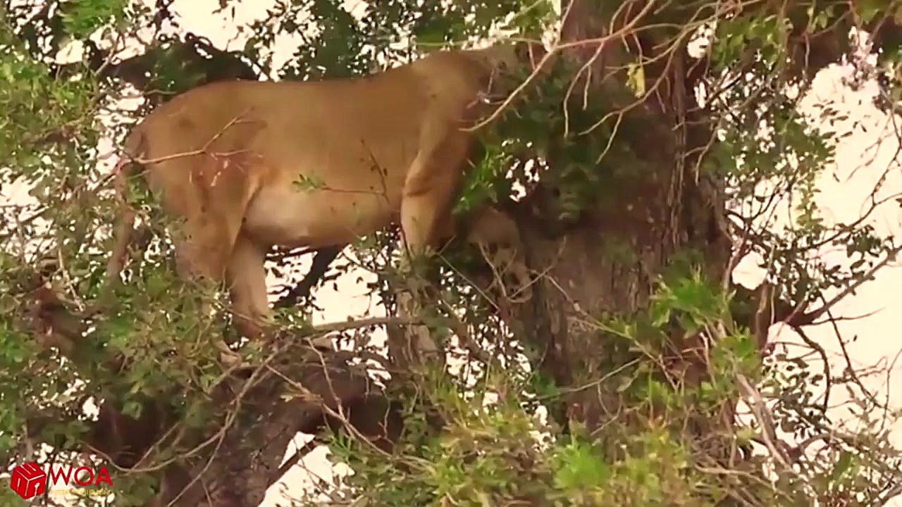قدرت نمایی کفتارها برای شیرها
