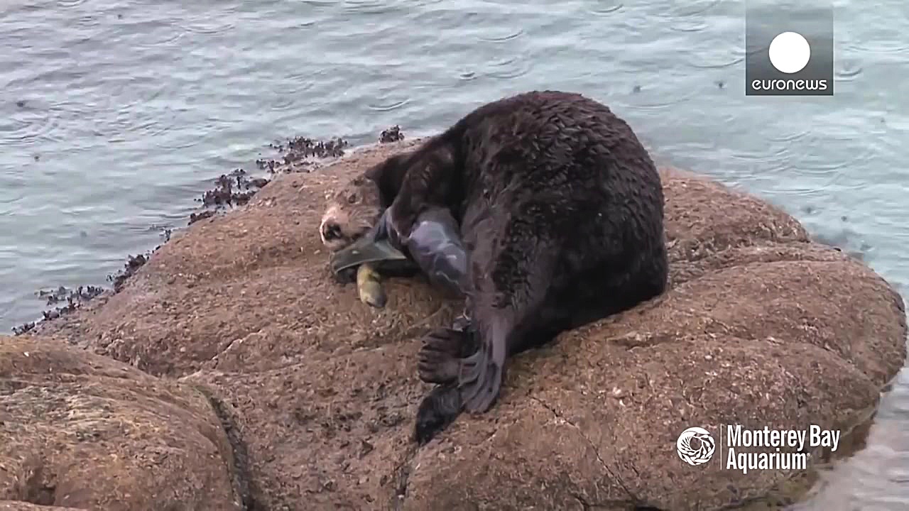 زایمان سمور دریایی