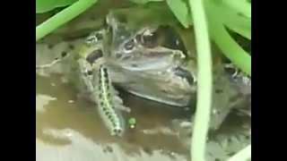 خود کشی کِرم