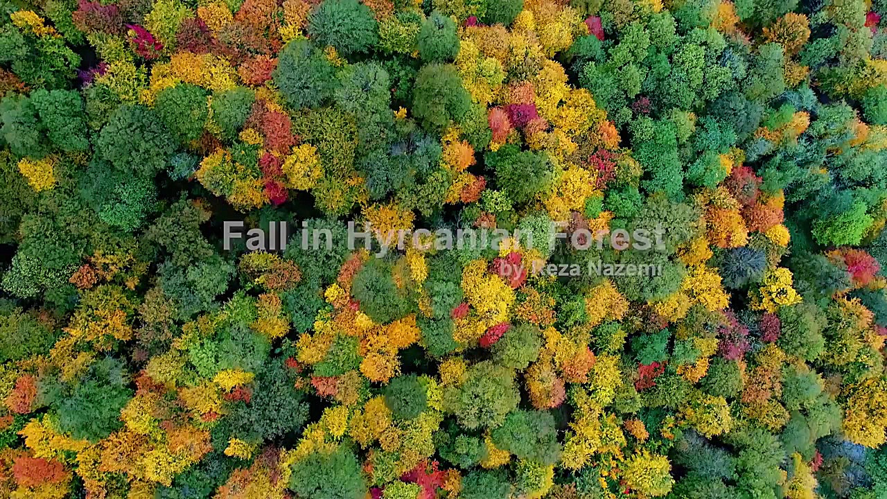 کلیپ 4k از جنگل هیرکانی ایران