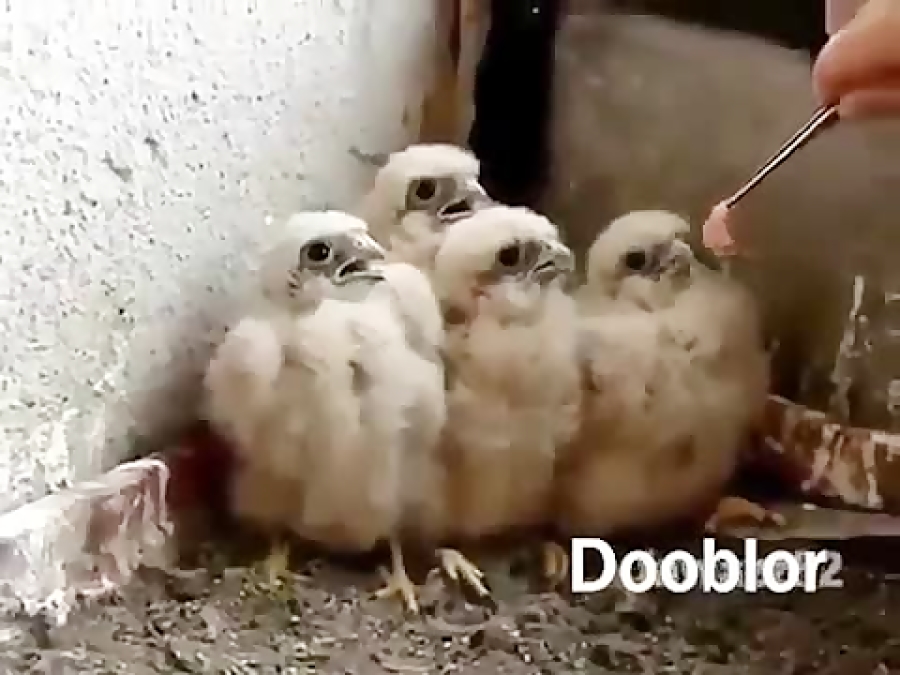 صدا گذاری روی حیوانات (جوجه ها...