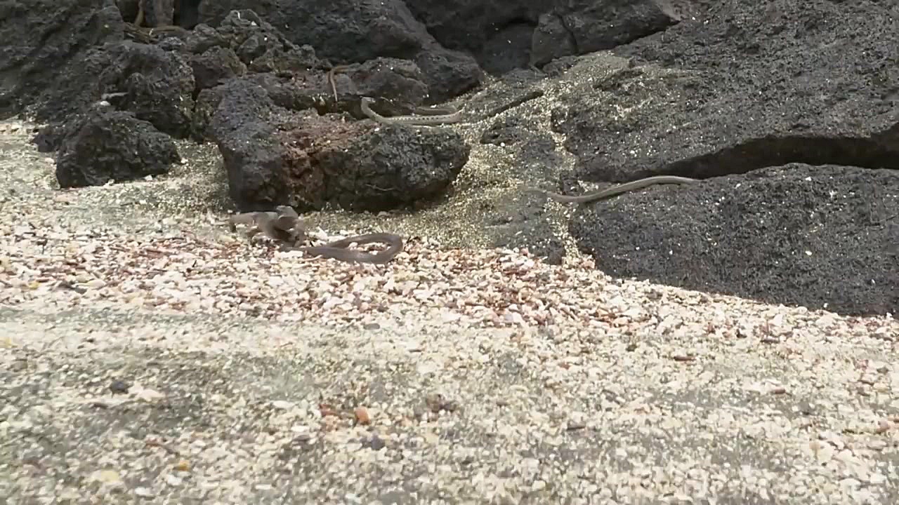 فرار ایگوانا از حمله مارها