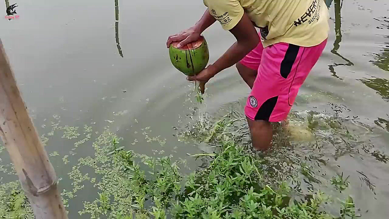 Fish Trap | Boy Catching Catfi...