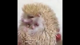 قلقلک جوجه تیغی