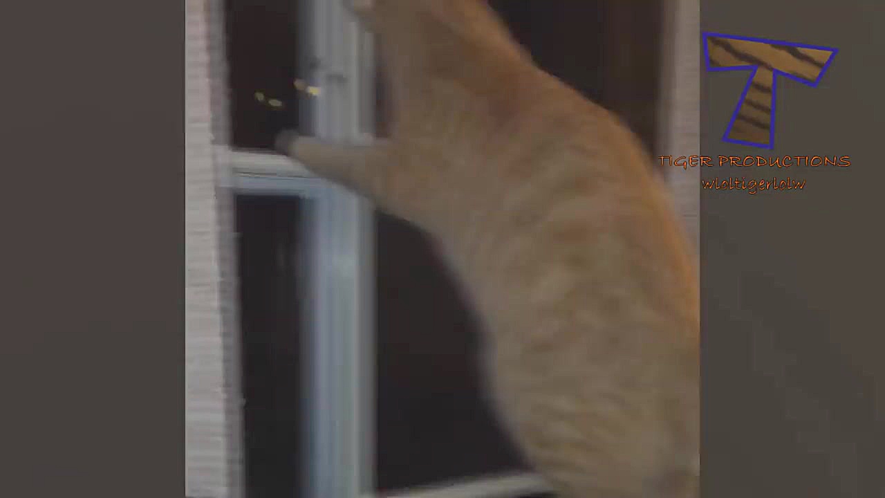 کلیپ جالب و خنده دار از گربه ه...