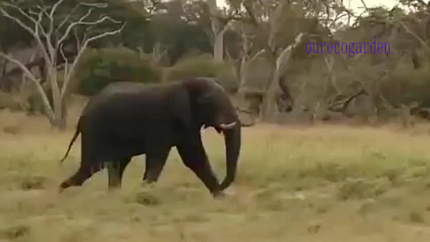 حمله شیر و کروکودیل به فیل