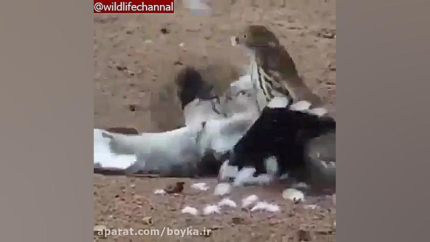 شکار پرنده توسط شاهین