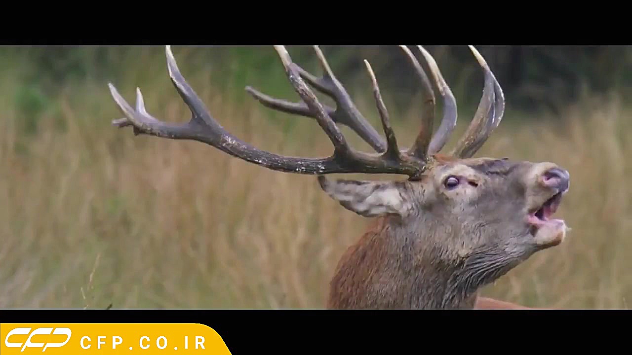 Wild 2018 زمان86ثانیه