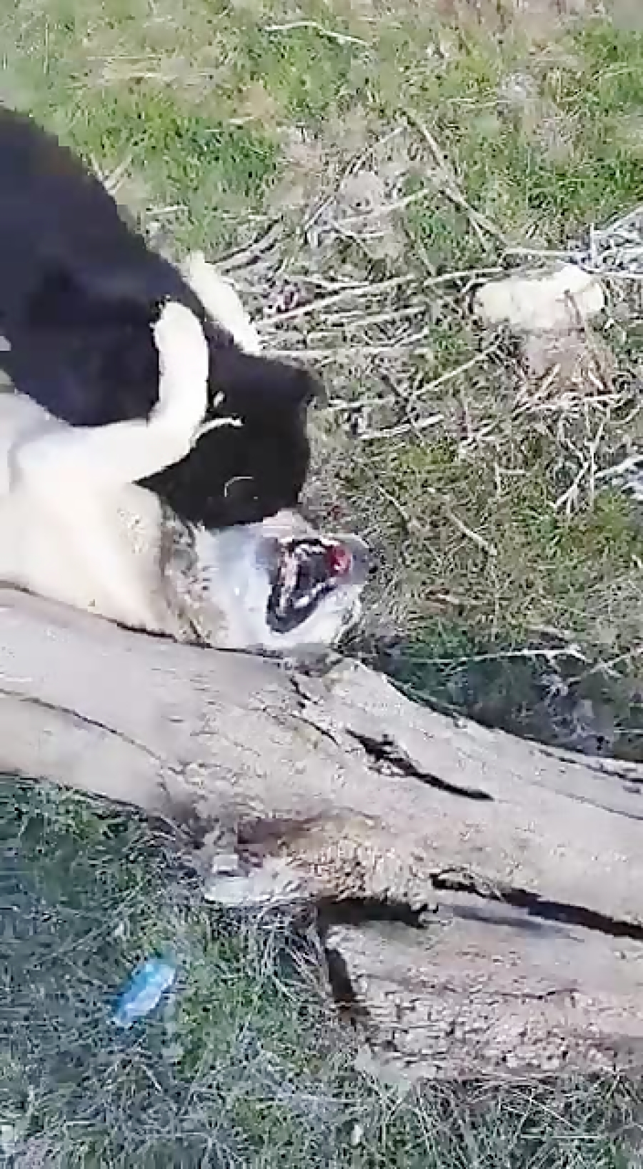 سگ سرابی مشگی من