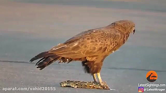 شکار یک مار توسط پرنده عقاب