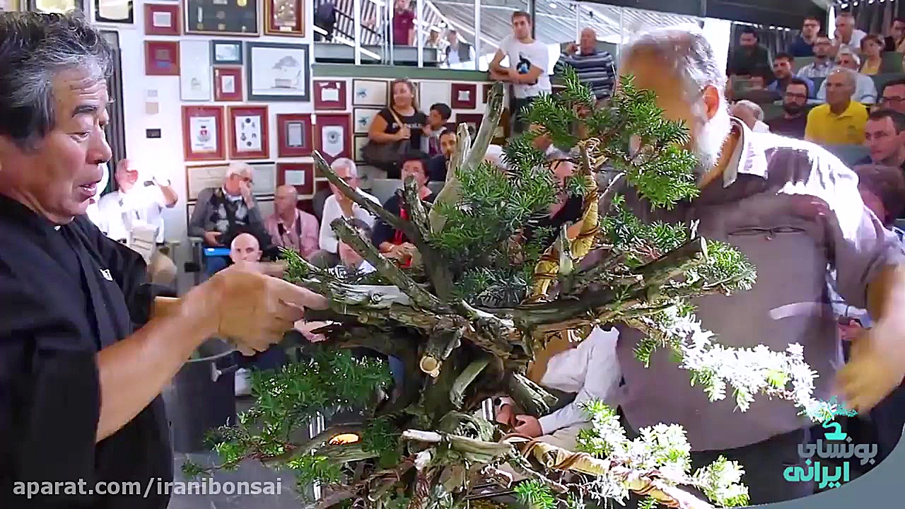 طراحی بونسای تاکسوس توسط استاد...