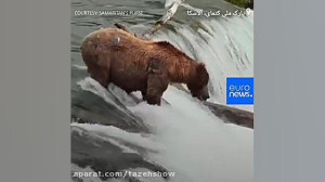 خرس قهوهای آلاسکا و شکار ماهی...