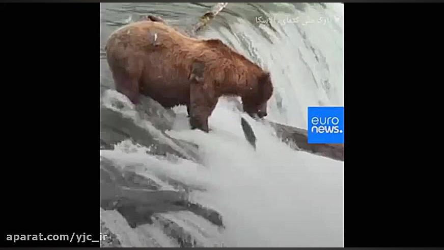 شکار ماهی های پرنده توسط خرس د...