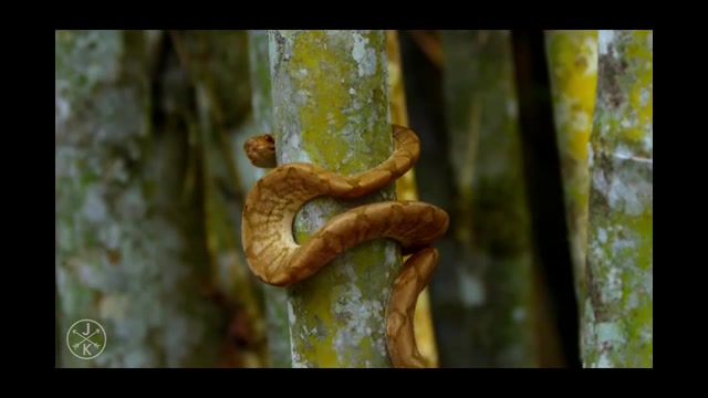 حیاط وحش زیبا و چشم گیر کاستار...