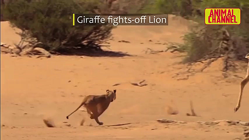 مبارزه حیوانات وحشی