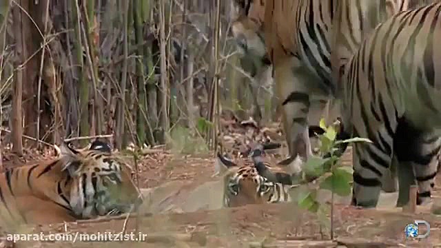 شکار خرس سیاه توسط ببر