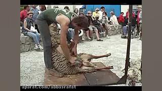 پشم چینی گوسفند بدون بستن دست...