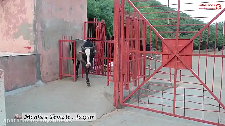 فیلم هند کشور رنگ‌ها و ادیان