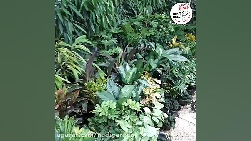 مجموعه گل و گیاه نادی ۰۹۱۲۱۷۹۱...