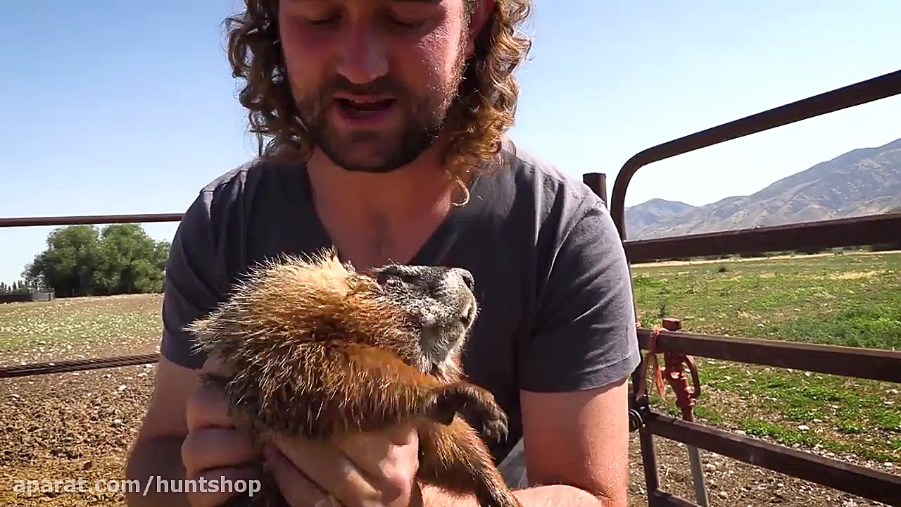 شکار با تفنگ بادی اف ایکس ایمپ...