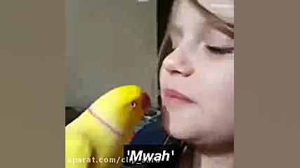 لب گرفتن عاشقانه از طوطی زرد