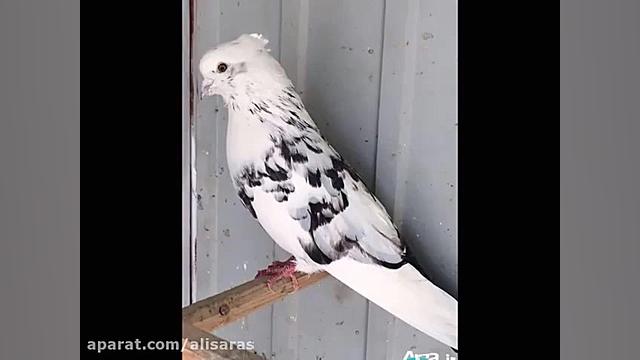 عباس قادری  مگه زوره