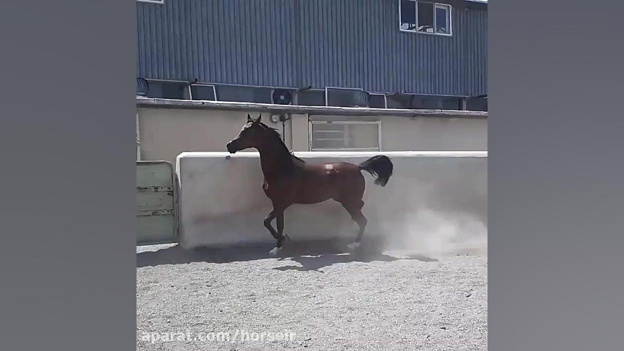 مادیان اسب عرب دوسر خارجی