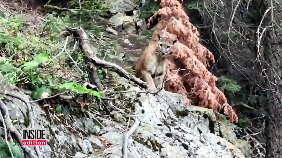 چکار می کنید اگر شیر کوهی ناگه...