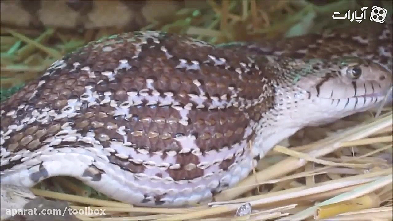 وقتی مار هوس تخم مرغ می کنه!!