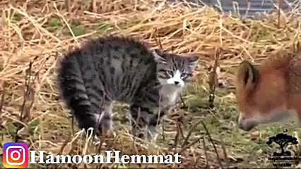 راز بقا نبرد مجید (مجید ها در...