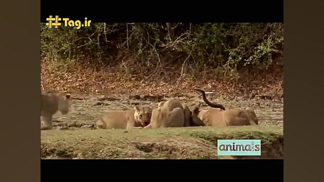 تله زیرکانه شیرها برای شکار بز...