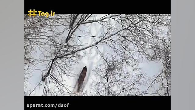 حمله ۲۵ گرگ وحشی به گاومیش های...