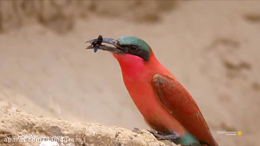 شکار عجیب زنبور عسل توسط پرنده